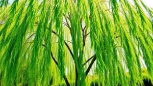 A healthy young willow tree with vibrant green weeping branches growing in an Australian garden setting, sunlight filtering through the canopy, lush foliage demonstrating vigorous growth and vitality in natural daylight