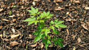 A young Autumn Blaze maple sapling in rich, dark soil with organic mulch surrounding its base, healthy green leaves catching sunlight, showing vibrant growth in a garden setting