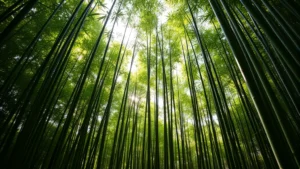 Lush green bamboo forest with tall stalks reaching skyward, dappled sunlight filtering through leaves, serene natural setting symbolizing growth and vitality, photorealistic nature photography