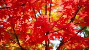 Close-up of healthy red maple tree foliage with vibrant crimson and orange leaves, sunlight filtering through canopy, showing lush dense growth, professional botanical photography style, natural outdoor setting