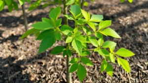 A young American sycamore sapling with vibrant green leaves growing in rich, dark soil with mulch, morning sunlight filtering through branches, showing healthy rapid growth and strong trunk development